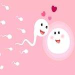 فرآيند توليد اسپرم مردان